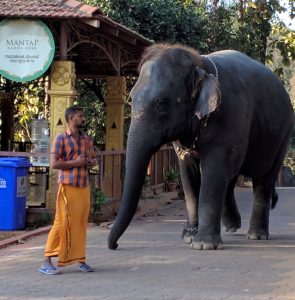 A photo of a man looking at an elephant in India.