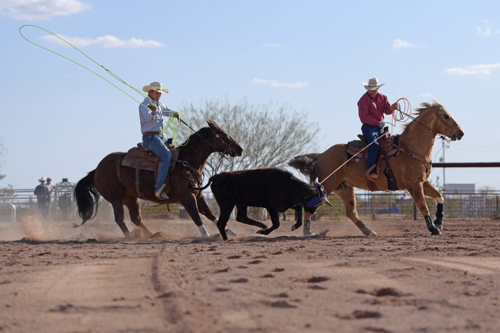 Archie Chant swings his rope to catch a steer's feet as his doctor, Jason Stoneback holds his rope on the steer's horns. Both men are on horseback. Thanks to Stoneback, Archie is riding, roping and ranching again.