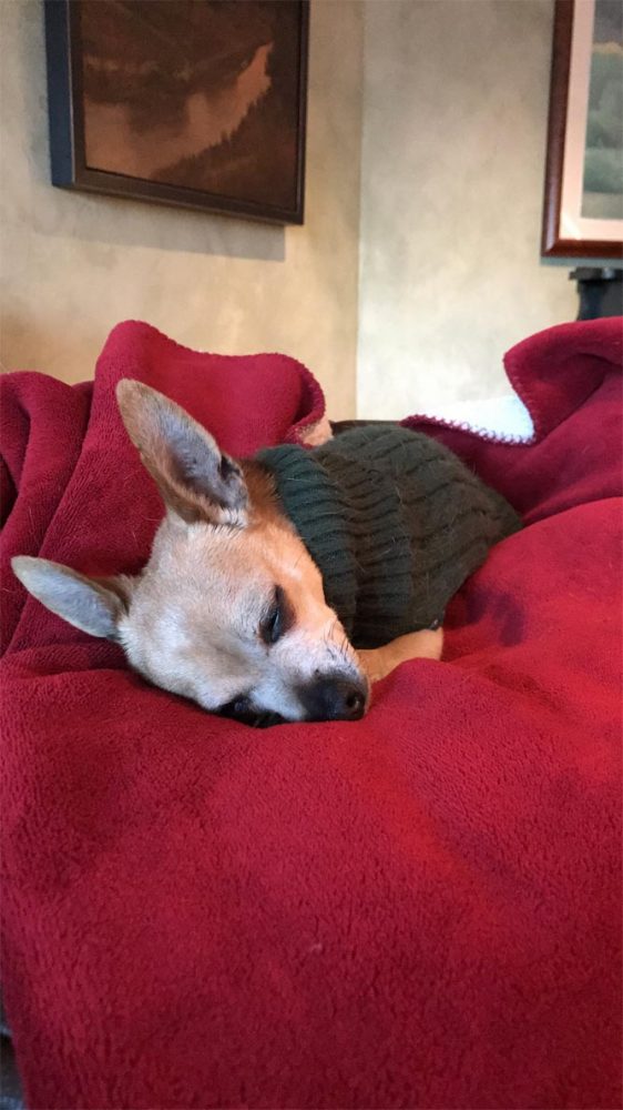 dog sleeping on bed
