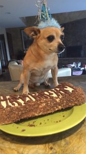 dog with birthday hat on sitting in front of dog bone-shaped cake that says happy birthday.