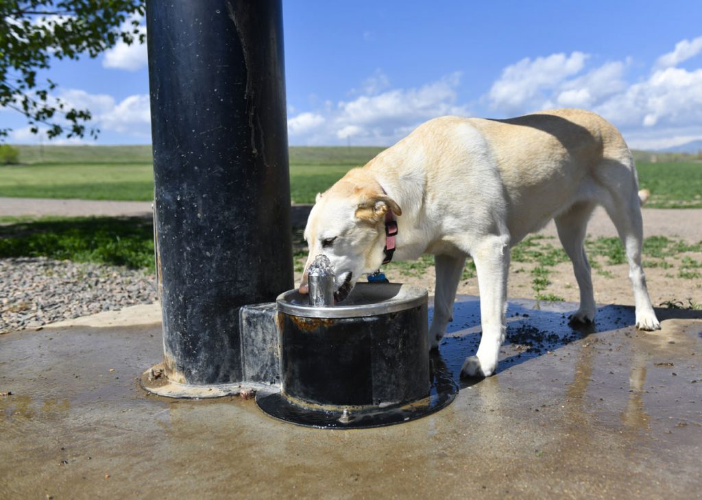 a dog drinks out of a special dog drinking fountain and at off-leash dog park in Westminster