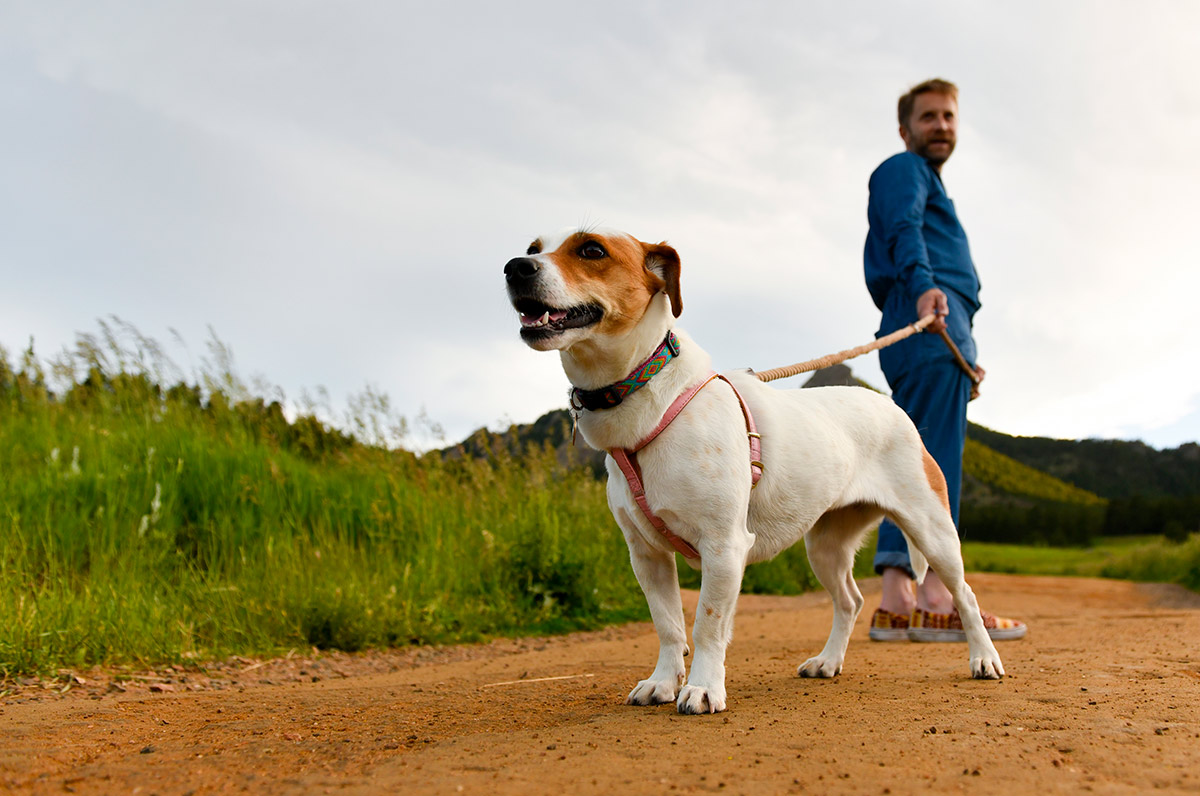 a white and caramel colored Jack Russell terrier mix named Magnolia poses during a stroll at Chautauqua Park in Boulder.