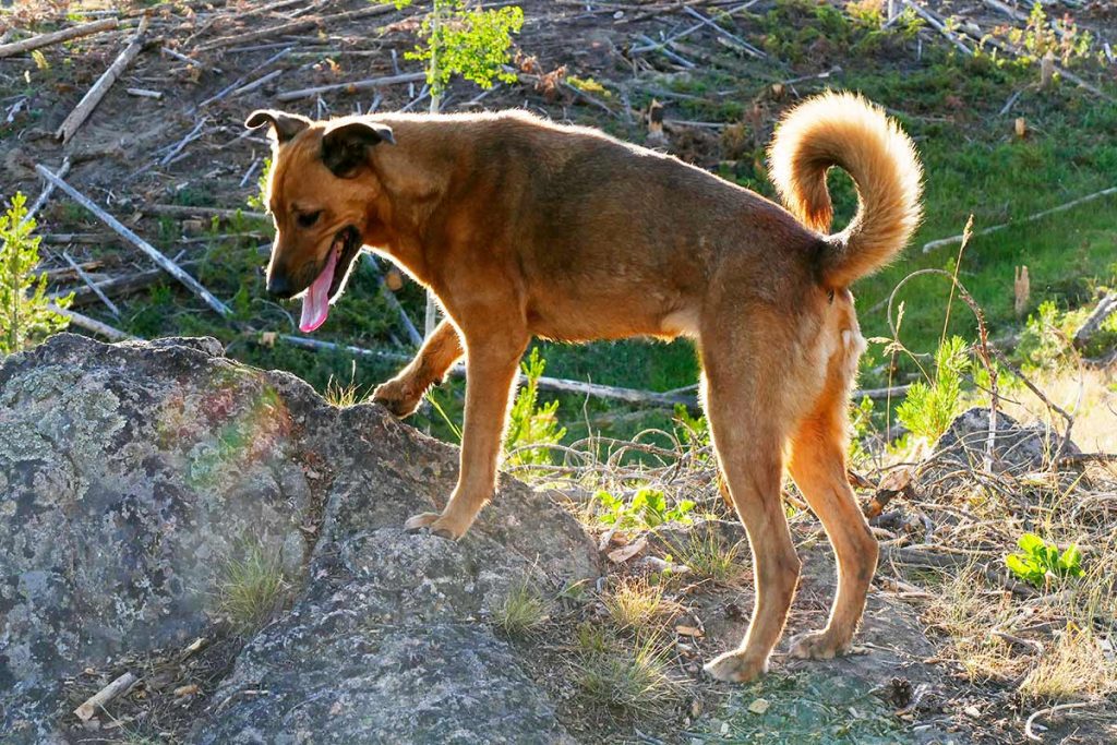 Roo, a mixed breed brown dog during a hike.