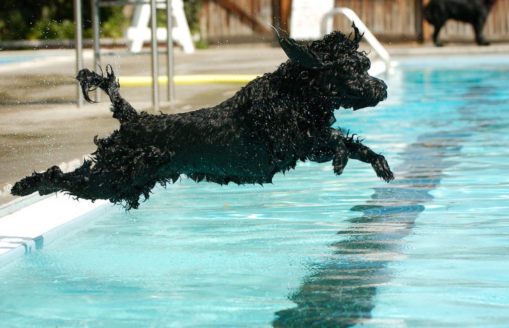 a black Portuges water dog named Hercules mid-air as he leaps into a pool