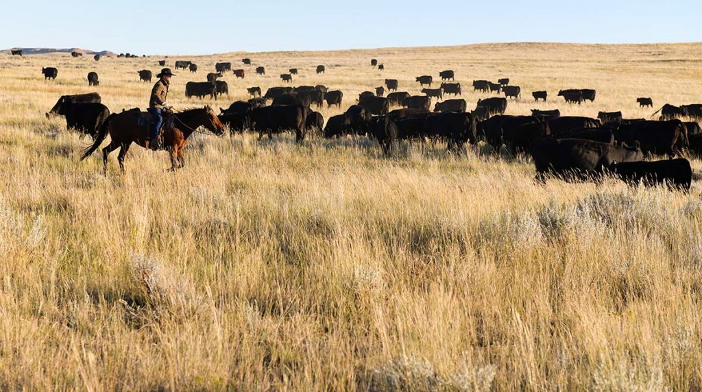 Rancher Nathan Kissack who coped with blood cancer,drives cattle on his family's Wyoming ranch.