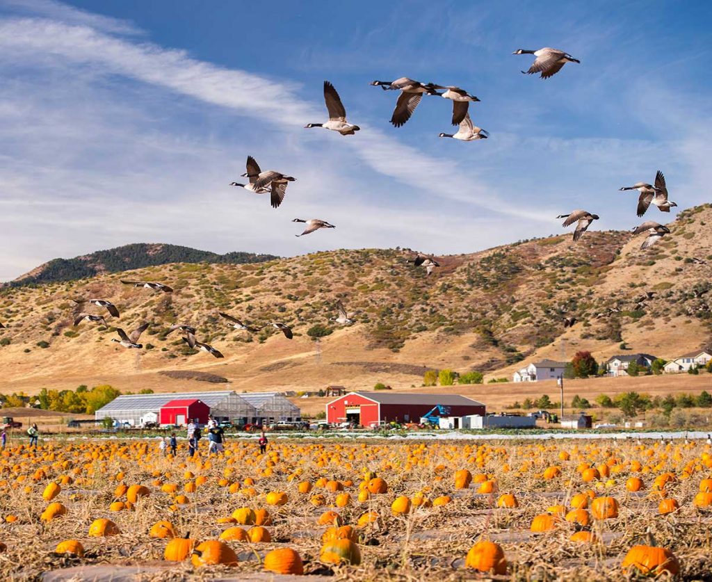 birds fly over a pumpkin patch at Chatfield Farms