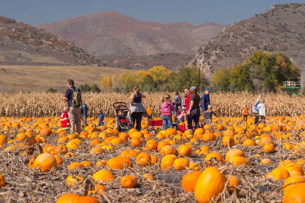 adults and children fill red wagons with pumpkins at Chatfield Farms