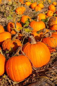 pumpkin patch