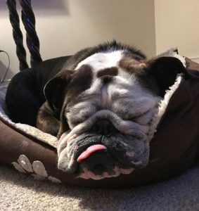 A bulldog sleeps in a dog bed in this photo.