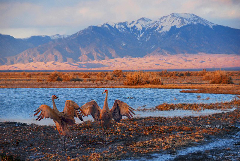 Sandhill cranes do a dancing ritual in the spring.