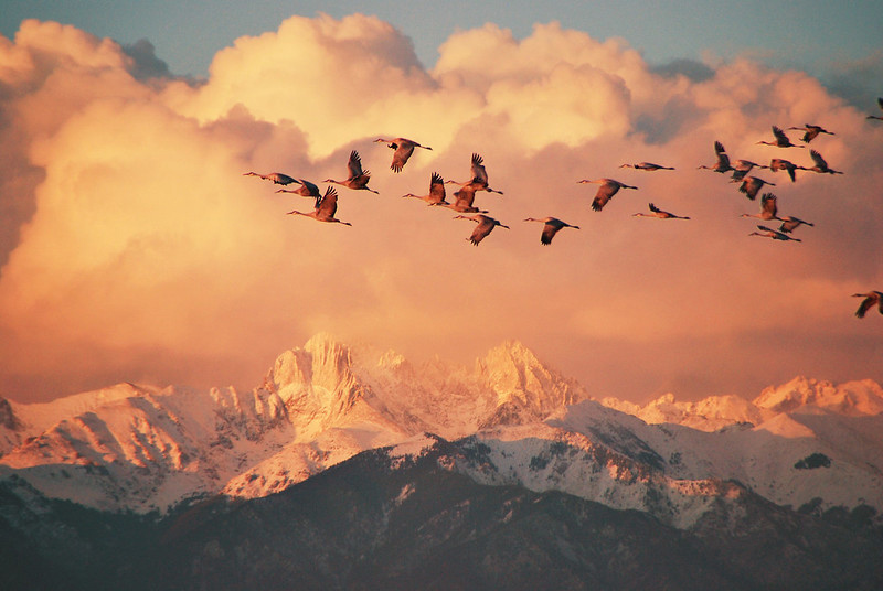 Sandhill cranes fly over Crestone Peaks near Great Sand Dunes National Park