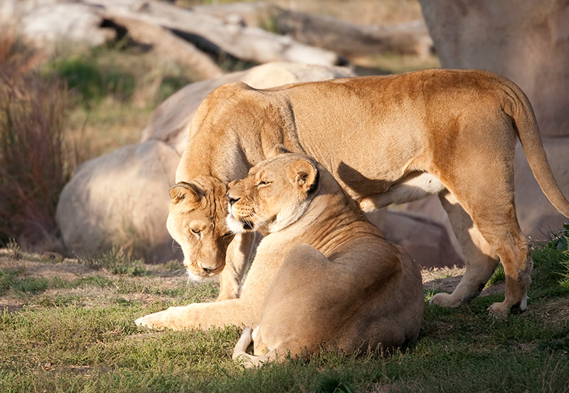 lions on a free day at the Denver Zoo