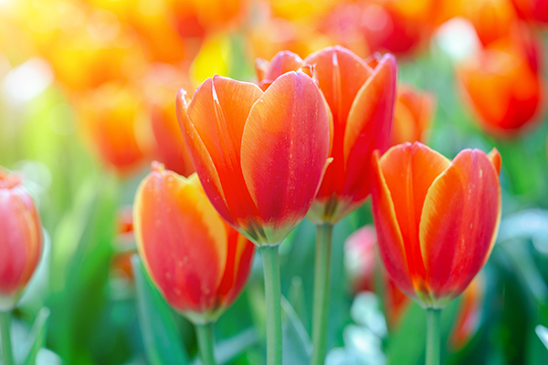 Viewing tulips online as a beautiful distraction during the pandemic