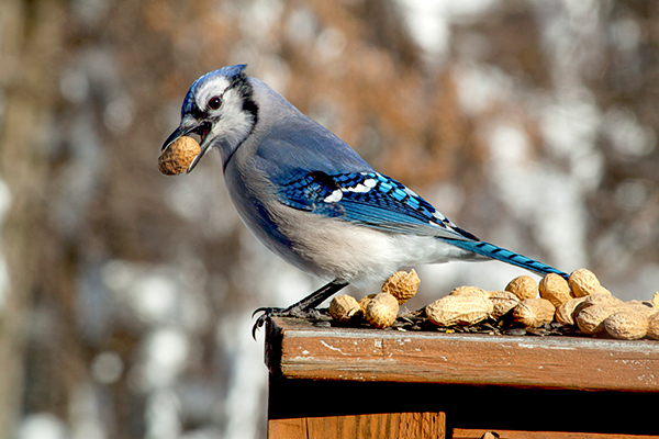 Birding for beginners. A blue jay with seeds.
