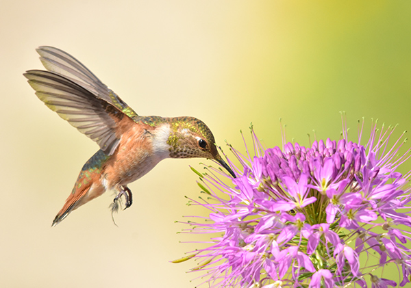 Birding for beginners: rufous hummingbird feeding on a flower.