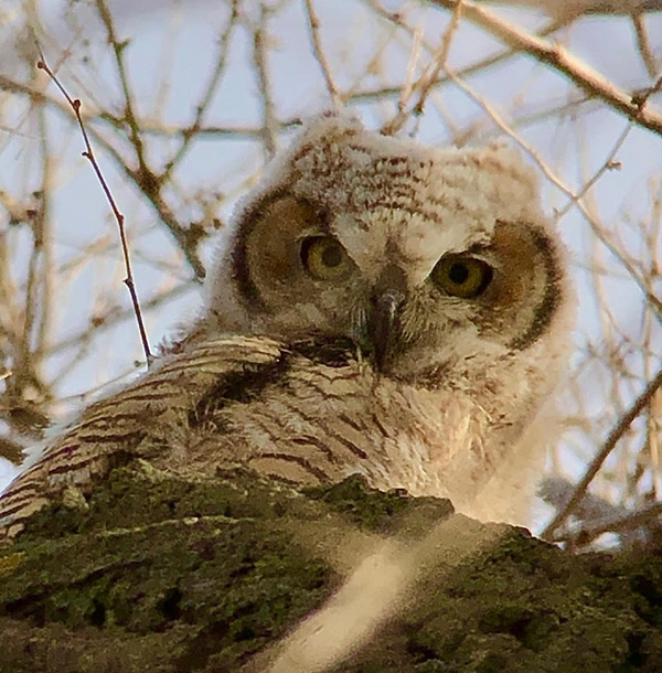Birding for beginners - a great horned owlet.