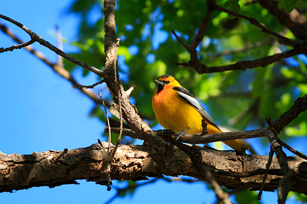 Birding for beginners