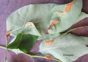 Symptoms of ash rust on the lower surface of leaves. Note orange sporulation of the fungus.