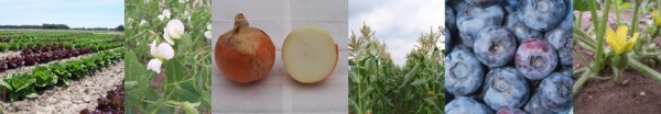 vegfruittile