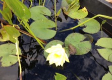 frog on lily pad