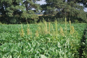 Palmer amaranth, a noxious weed in Delaware, appears to thrive in an isolated area of a soybean test plot.Seeing where herbicide applications work, and where they do not, is an important part of Extension field tours