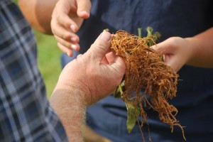Root-knot nematodes