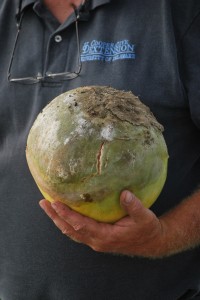 Gordon Johnson holds a melon affected by phythopthora capcisi