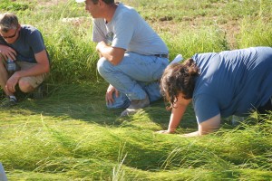 cover crop