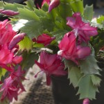 Christmas Cactus