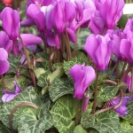 Cyclamens come in rose, fuschia, light purple, red and white
