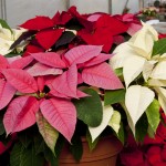 Poinsettias come in many colors