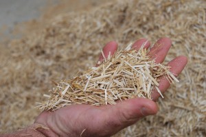 Man holding cut straw
