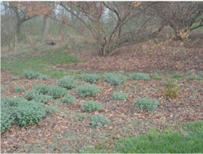 Leaf clippings are used as mulch temporarily as these perennials come up and fill in this landscape bed.