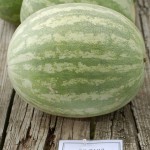 Super Seedless-7187, a popular seedless watermelon grown in Delaware