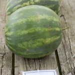 round watermelon
