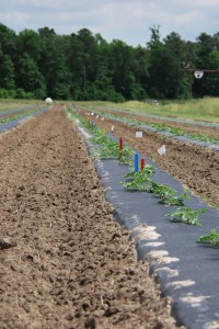 rows of watermelon plants