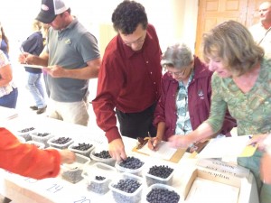 Growers at UD's Small Fruit Meeting evaluate the taste and appearance of blueberries and blackberries
