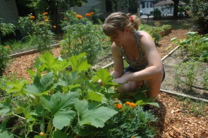 Allison Wagner searching for insects on a squash plant