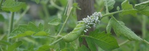 Parasitized tomato hornworm