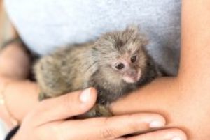 Primate act 