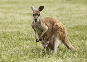 Kangaroo campaign
