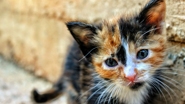 Cat torture petition