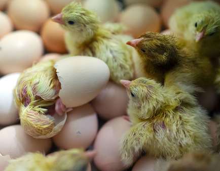 Newly hatched chickens
