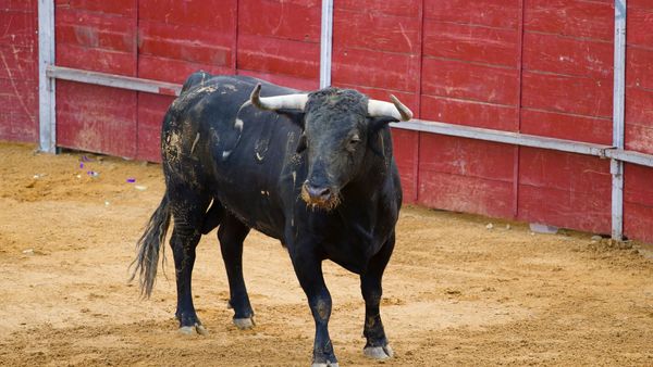 Bullfighting
