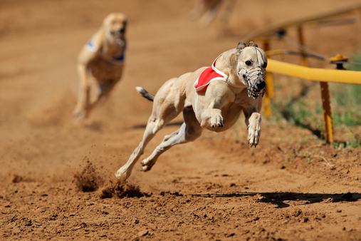 LANGUAGE REMAINS IN FARM BILL THAT HARMS GREYHOUND RACING