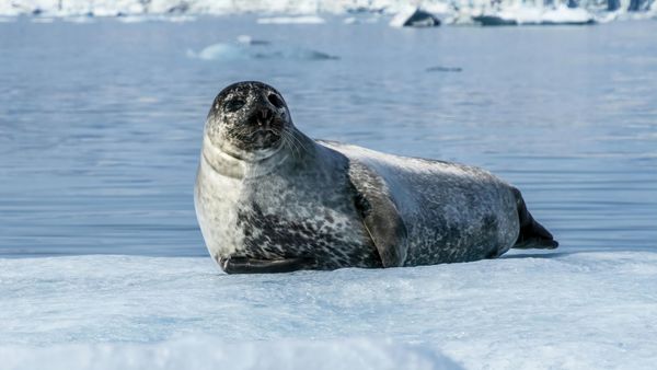 Seal petition image