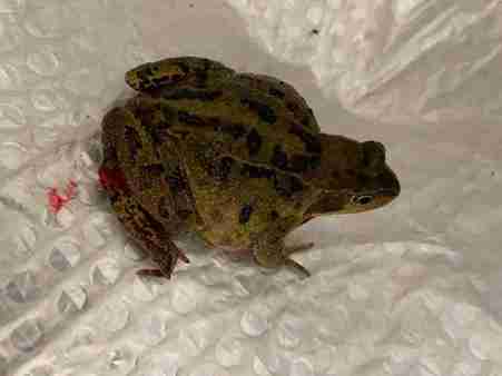 Injured frog brought in for rehab 1024x768