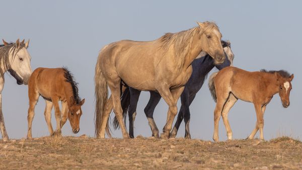 Horse petition