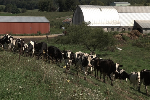 Ffd freund214