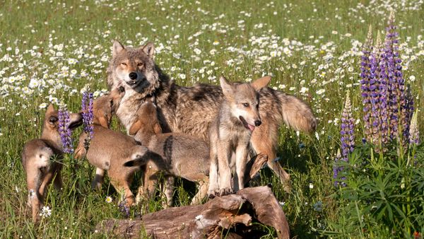 Yellowstone wolves
